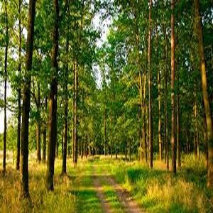 Новые требования ЕГАИС-лес полностью соблюдает ООО КМДК «СОЮЗ-Центр»