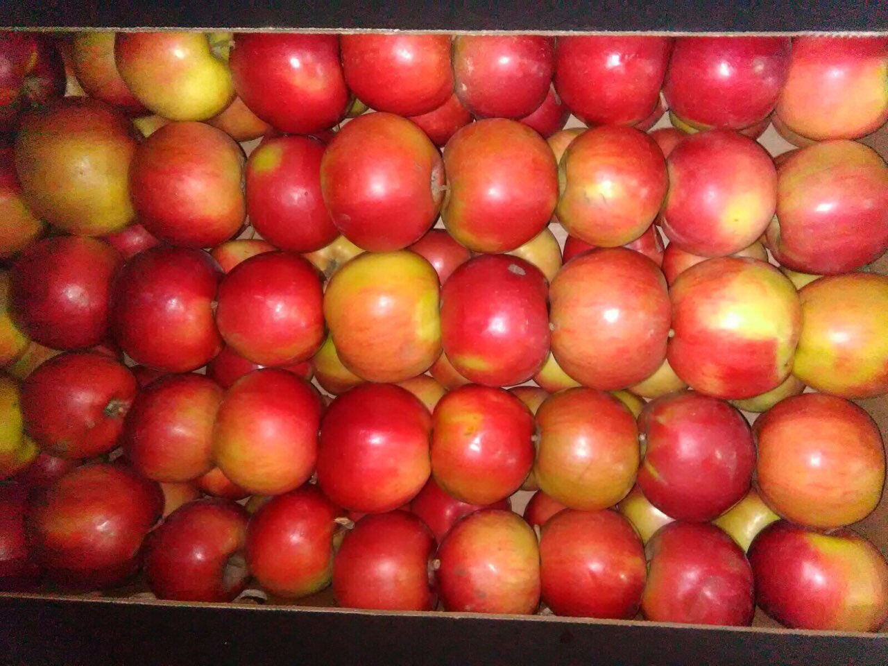 Продаём яблоки из Беларуси